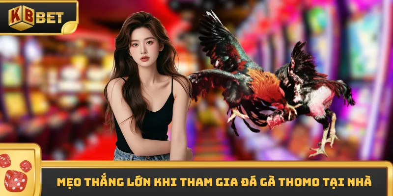 Mẹo thắng lớn khi tham gia đá gà Thomo tại nhà