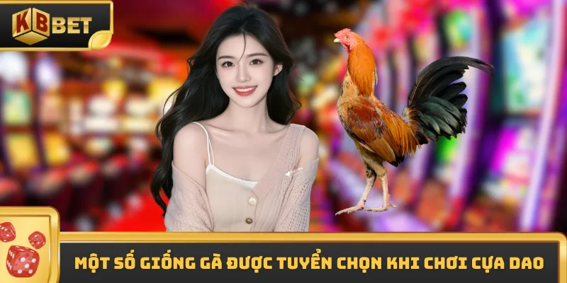Một số giống gà được tuyển chọn khi chơi cựa dao